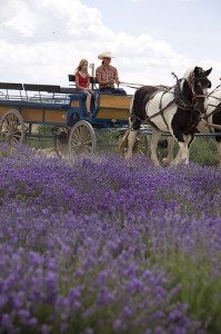 4792140373_f3efb808c0 Young Living Essential Oils from Nature