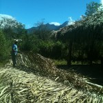 Baru-Thatch