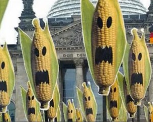 GMO-corn