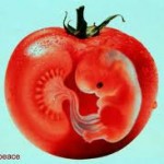 GMObabytomoato