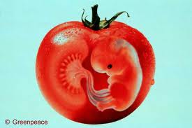 GMObabytomoato