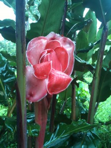 Radient Health... From Nature to You!