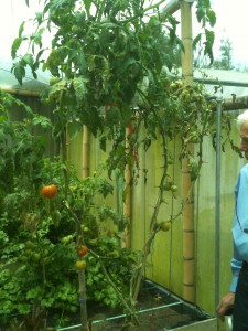 Interior of bamboo greenhouse; close-up of large tomato tree