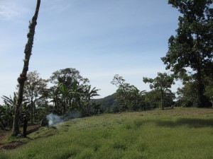coffeefinca3