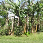 coffeefinca4
