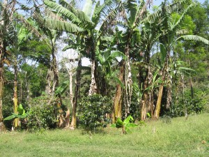coffeefinca4