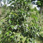 coffeefinca6
