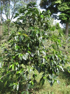 coffeefinca6