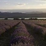 Lavender Fields for Essential Oils