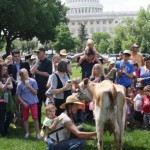 rawmilkcow
