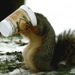 squirrel-with-coffee-cup